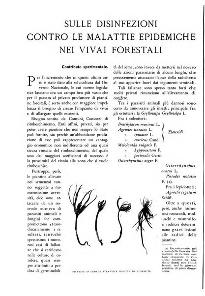 L'alpe rivista forestale italiana fondata dalla Società emiliana pro-montibus et sylvis