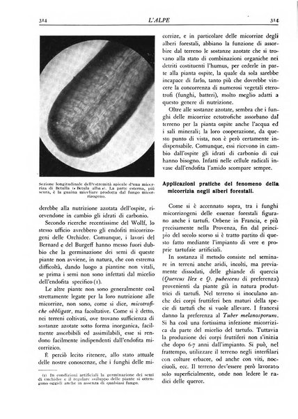 L'alpe rivista forestale italiana fondata dalla Società emiliana pro-montibus et sylvis