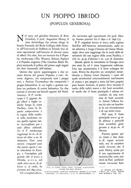 L'alpe rivista forestale italiana fondata dalla Società emiliana pro-montibus et sylvis