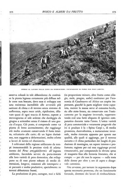 L'alpe rivista forestale italiana fondata dalla Società emiliana pro-montibus et sylvis