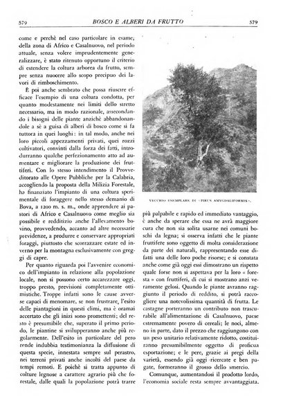 L'alpe rivista forestale italiana fondata dalla Società emiliana pro-montibus et sylvis