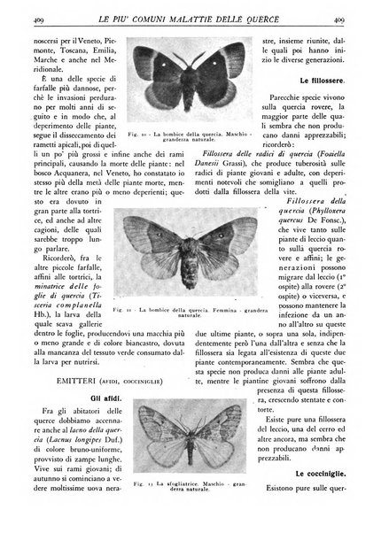 L'alpe rivista forestale italiana fondata dalla Società emiliana pro-montibus et sylvis