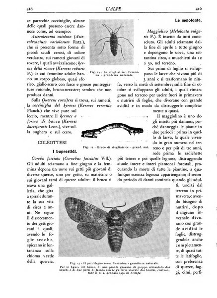 L'alpe rivista forestale italiana fondata dalla Società emiliana pro-montibus et sylvis