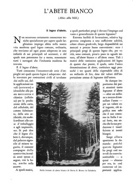 L'alpe rivista forestale italiana fondata dalla Società emiliana pro-montibus et sylvis