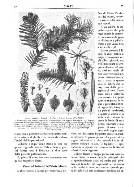 L'alpe rivista forestale italiana fondata dalla Società emiliana pro-montibus et sylvis