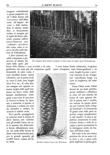 L'alpe rivista forestale italiana fondata dalla Società emiliana pro-montibus et sylvis