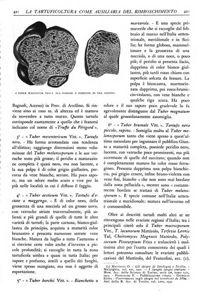 L'alpe rivista forestale italiana fondata dalla Società emiliana pro-montibus et sylvis