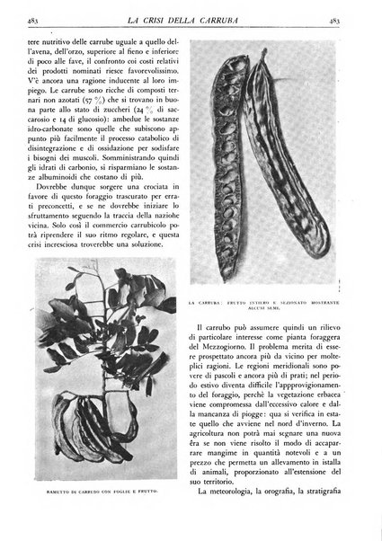 L'alpe rivista forestale italiana fondata dalla Società emiliana pro-montibus et sylvis