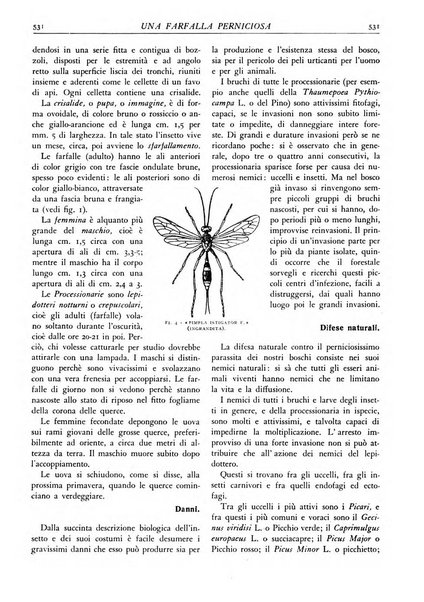 L'alpe rivista forestale italiana fondata dalla Società emiliana pro-montibus et sylvis