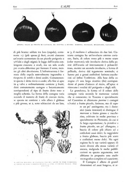 L'alpe rivista forestale italiana fondata dalla Società emiliana pro-montibus et sylvis