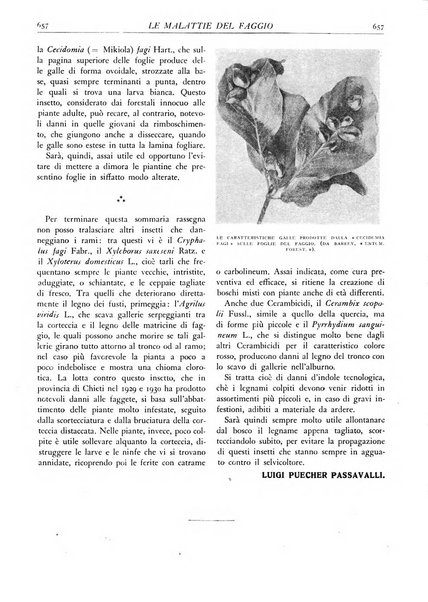 L'alpe rivista forestale italiana fondata dalla Società emiliana pro-montibus et sylvis