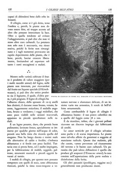 L'alpe rivista forestale italiana fondata dalla Società emiliana pro-montibus et sylvis