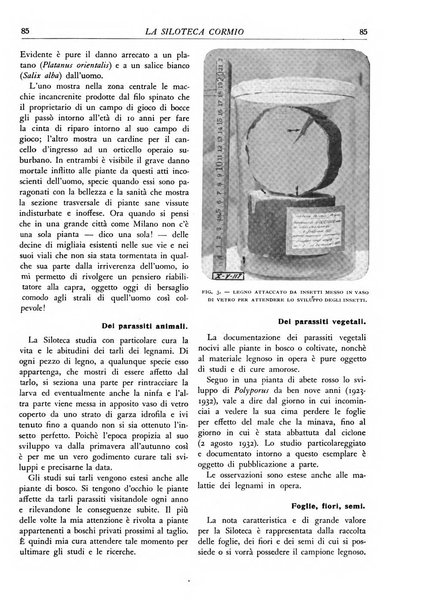 L'alpe rivista forestale italiana fondata dalla Società emiliana pro-montibus et sylvis