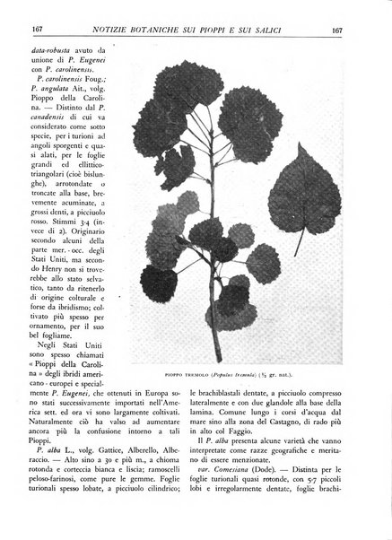 L'alpe rivista forestale italiana fondata dalla Società emiliana pro-montibus et sylvis