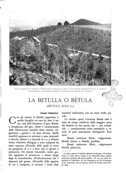 L'alpe rivista forestale italiana fondata dalla Società emiliana pro-montibus et sylvis