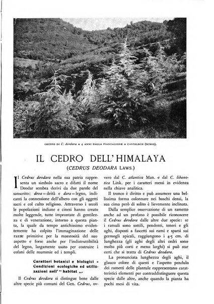 L'alpe rivista forestale italiana fondata dalla Società emiliana pro-montibus et sylvis