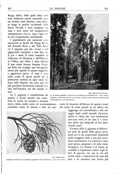 L'alpe rivista forestale italiana fondata dalla Società emiliana pro-montibus et sylvis