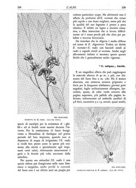 L'alpe rivista forestale italiana fondata dalla Società emiliana pro-montibus et sylvis