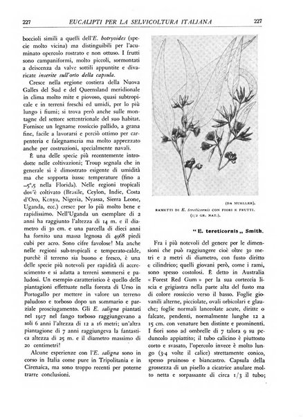 L'alpe rivista forestale italiana fondata dalla Società emiliana pro-montibus et sylvis