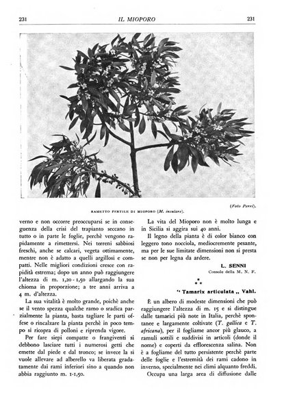 L'alpe rivista forestale italiana fondata dalla Società emiliana pro-montibus et sylvis