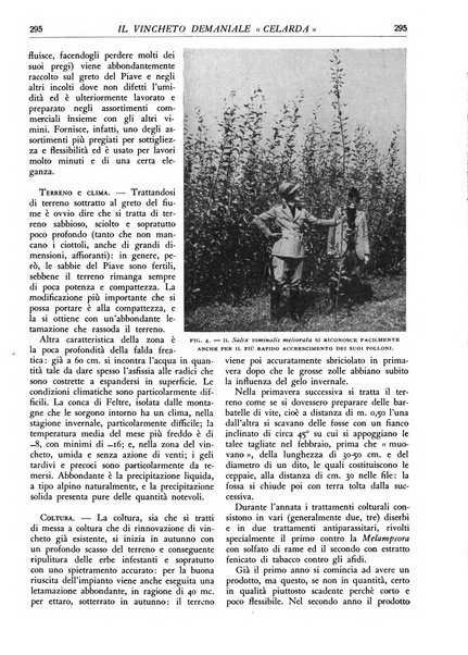 L'alpe rivista forestale italiana fondata dalla Società emiliana pro-montibus et sylvis