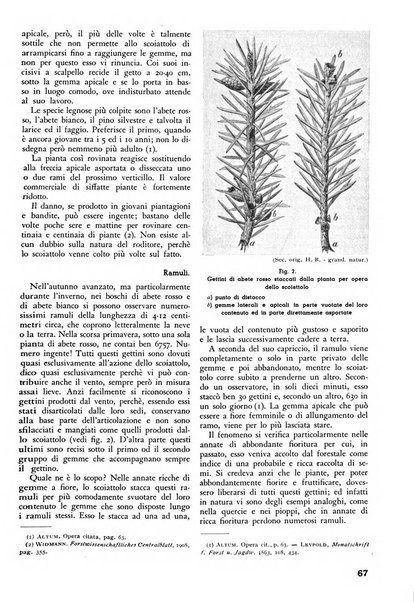 L'alpe rivista forestale italiana fondata dalla Società emiliana pro-montibus et sylvis