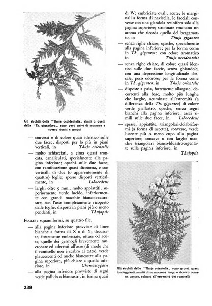 L'alpe rivista forestale italiana fondata dalla Società emiliana pro-montibus et sylvis