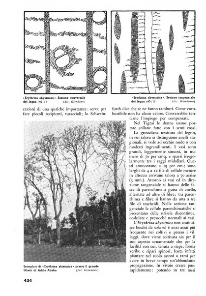 L'alpe rivista forestale italiana fondata dalla Società emiliana pro-montibus et sylvis