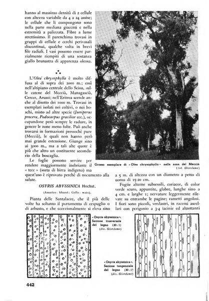 L'alpe rivista forestale italiana fondata dalla Società emiliana pro-montibus et sylvis