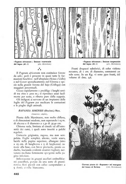 L'alpe rivista forestale italiana fondata dalla Società emiliana pro-montibus et sylvis