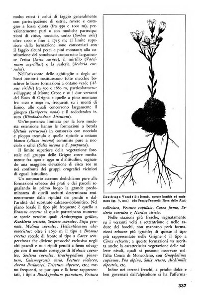 L'alpe rivista forestale italiana fondata dalla Società emiliana pro-montibus et sylvis