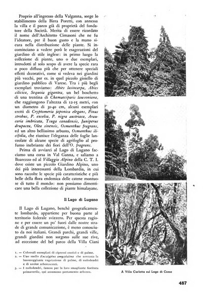 L'alpe rivista forestale italiana fondata dalla Società emiliana pro-montibus et sylvis