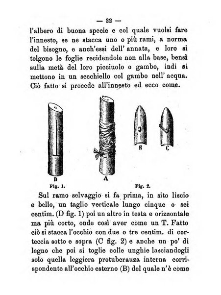 L'amico del contadino almanacco del giornale Il coltivatore