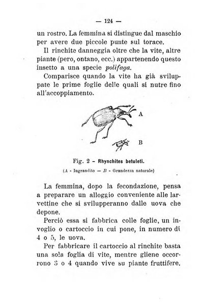 L'amico del contadino almanacco del giornale Il coltivatore