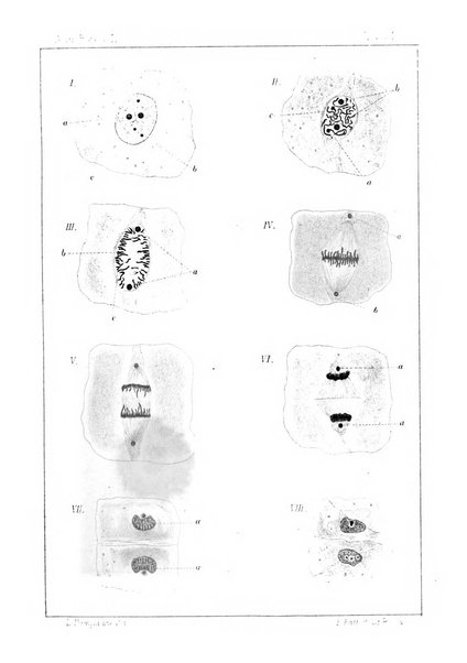 Annali di botanica