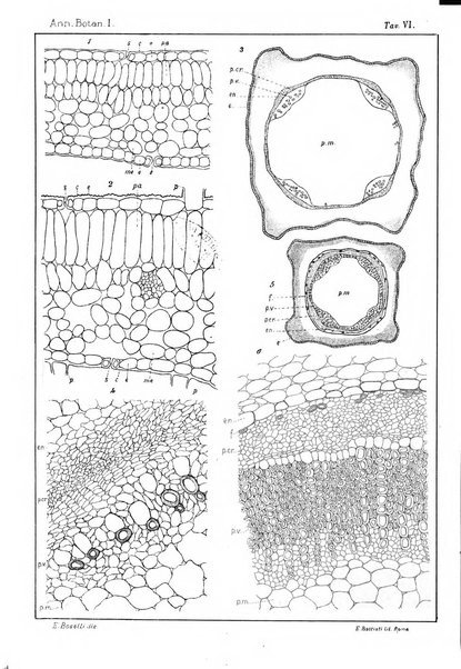 Annali di botanica