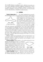 giornale/TO00175313/1905/V.2/00000035