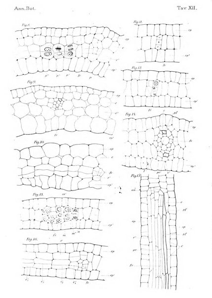 Annali di botanica