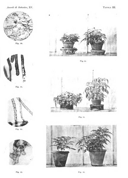 Annali di botanica