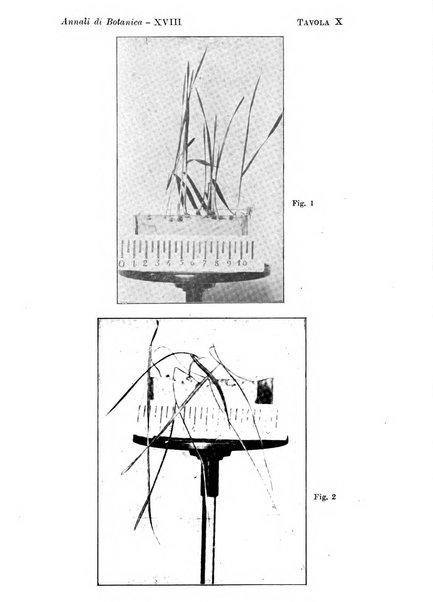 Annali di botanica