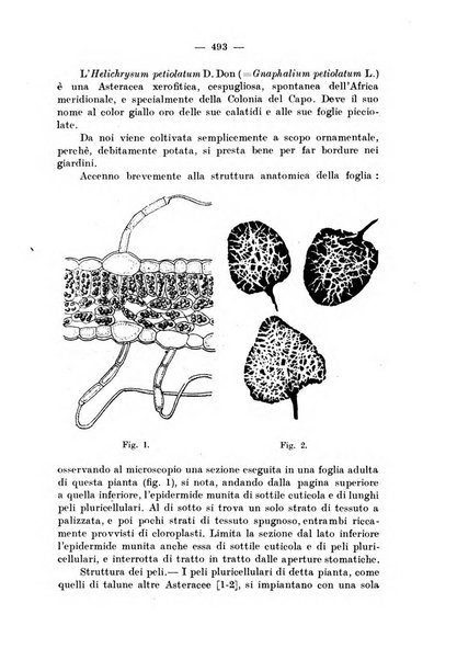 Annali di botanica