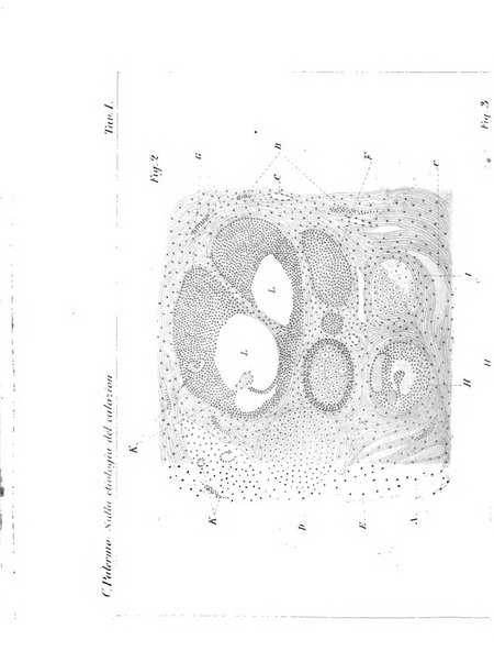 Annali di ottalmologia