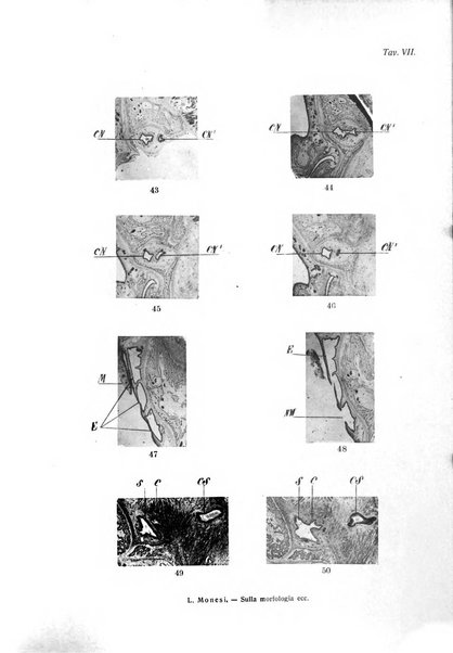 Annali di ottalmologia