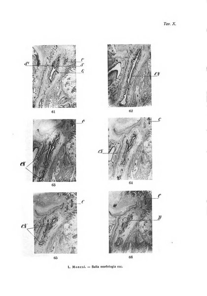 Annali di ottalmologia