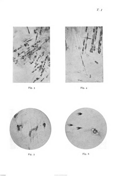 Annali di ottalmologia