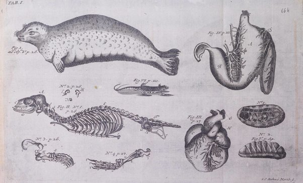 Acta physico-medica Academiae caesareae leopoldino-carolinae naturae curiosorum exhibentia ephemerides sive oservationes historias et experimenta a celeberrimis Germaniae et exterarum regionum viris habita et communicata..