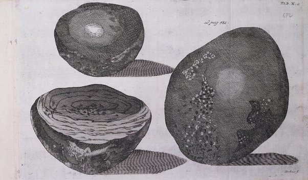 Acta physico-medica Academiae caesareae leopoldino-carolinae naturae curiosorum exhibentia ephemerides sive oservationes historias et experimenta a celeberrimis Germaniae et exterarum regionum viris habita et communicata..