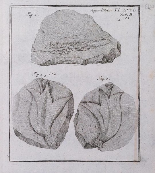 Acta physico-medica Academiae caesareae leopoldino-carolinae naturae curiosorum exhibentia ephemerides sive oservationes historias et experimenta a celeberrimis Germaniae et exterarum regionum viris habita et communicata..