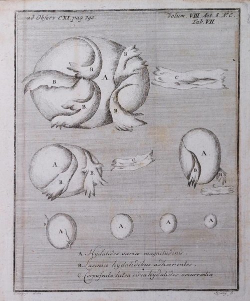 Acta physico-medica Academiae caesareae leopoldino-carolinae naturae curiosorum exhibentia ephemerides sive oservationes historias et experimenta a celeberrimis Germaniae et exterarum regionum viris habita et communicata..