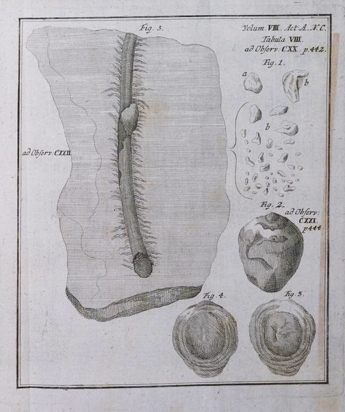 Acta physico-medica Academiae caesareae leopoldino-carolinae naturae curiosorum exhibentia ephemerides sive oservationes historias et experimenta a celeberrimis Germaniae et exterarum regionum viris habita et communicata..